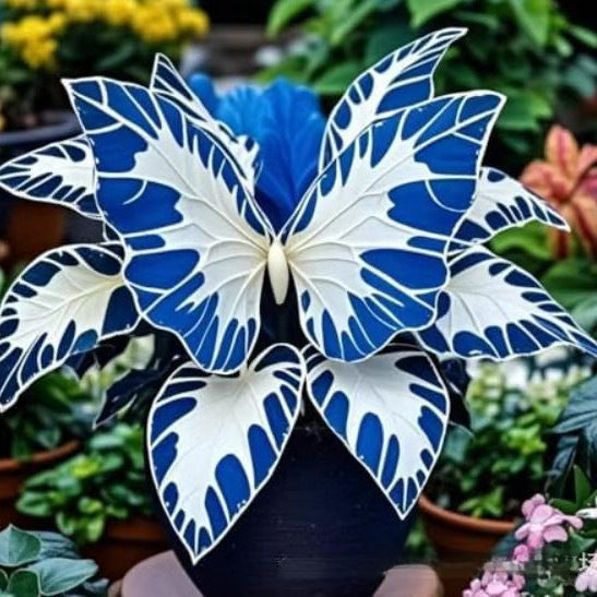 500 Pcs Multicolored Butterfly Geranium Seeds
