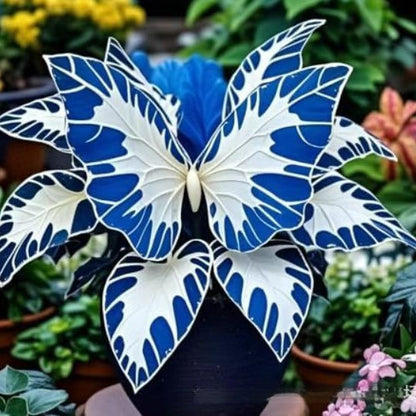 500 Pcs Multicolored Butterfly Geranium Seeds