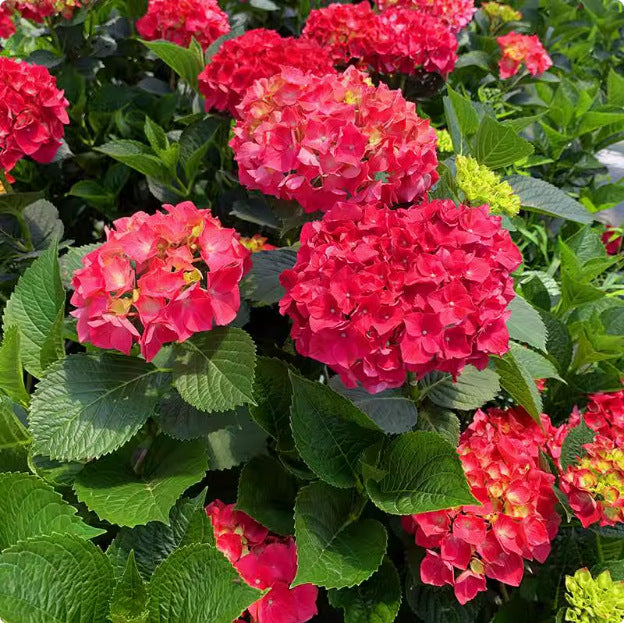 100 Pcs Mix-color Perennial Hydrangea Seeds Suitable for Sowing and Blooming in All Seasons