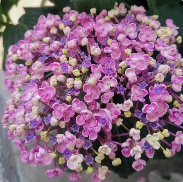 100 Pcs Mix-color Perennial Hydrangea Seeds Suitable for Sowing and Blooming in All Seasons