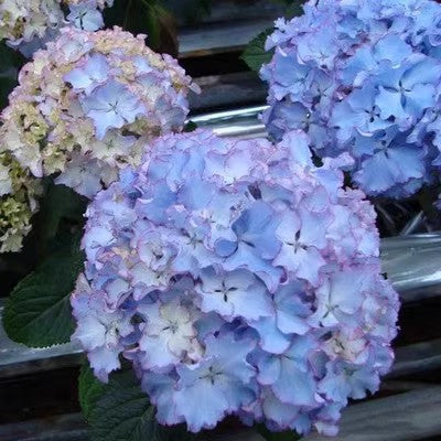 100 Pcs Mix-color Perennial Hydrangea Seeds Suitable for Sowing and Blooming in All Seasons