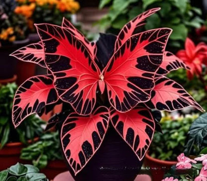500 Pcs Multicolored Butterfly Geranium Seeds