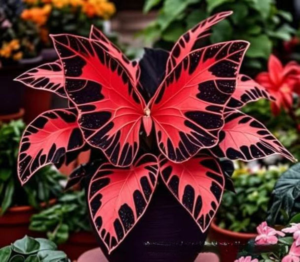 500 Pcs Multicolored Butterfly Geranium Seeds