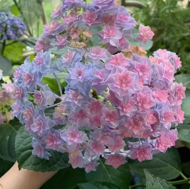100 Pcs Mix-color Perennial Hydrangea Seeds Suitable for Sowing and Blooming in All Seasons
