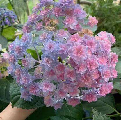 100 Pcs Mix-color Perennial Hydrangea Seeds Suitable for Sowing and Blooming in All Seasons