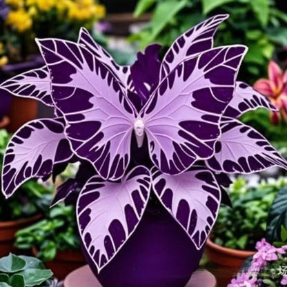 500 Pcs Multicolored Butterfly Geranium Seeds