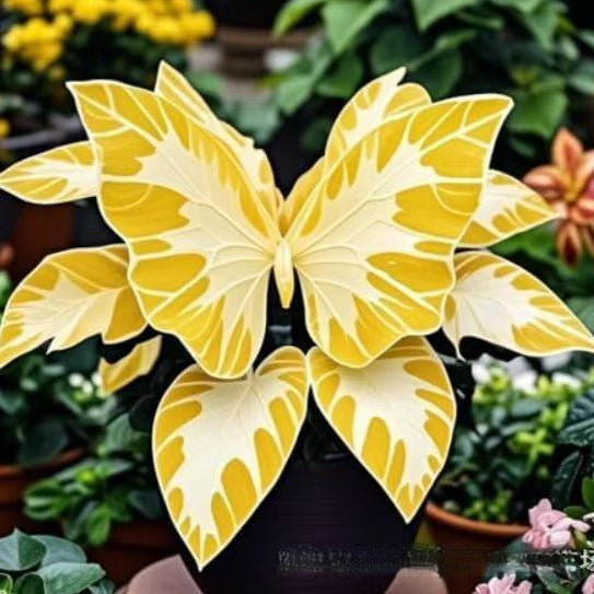 500 Pcs Multicolored Butterfly Geranium Seeds