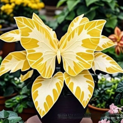 500 Pcs Multicolored Butterfly Geranium Seeds