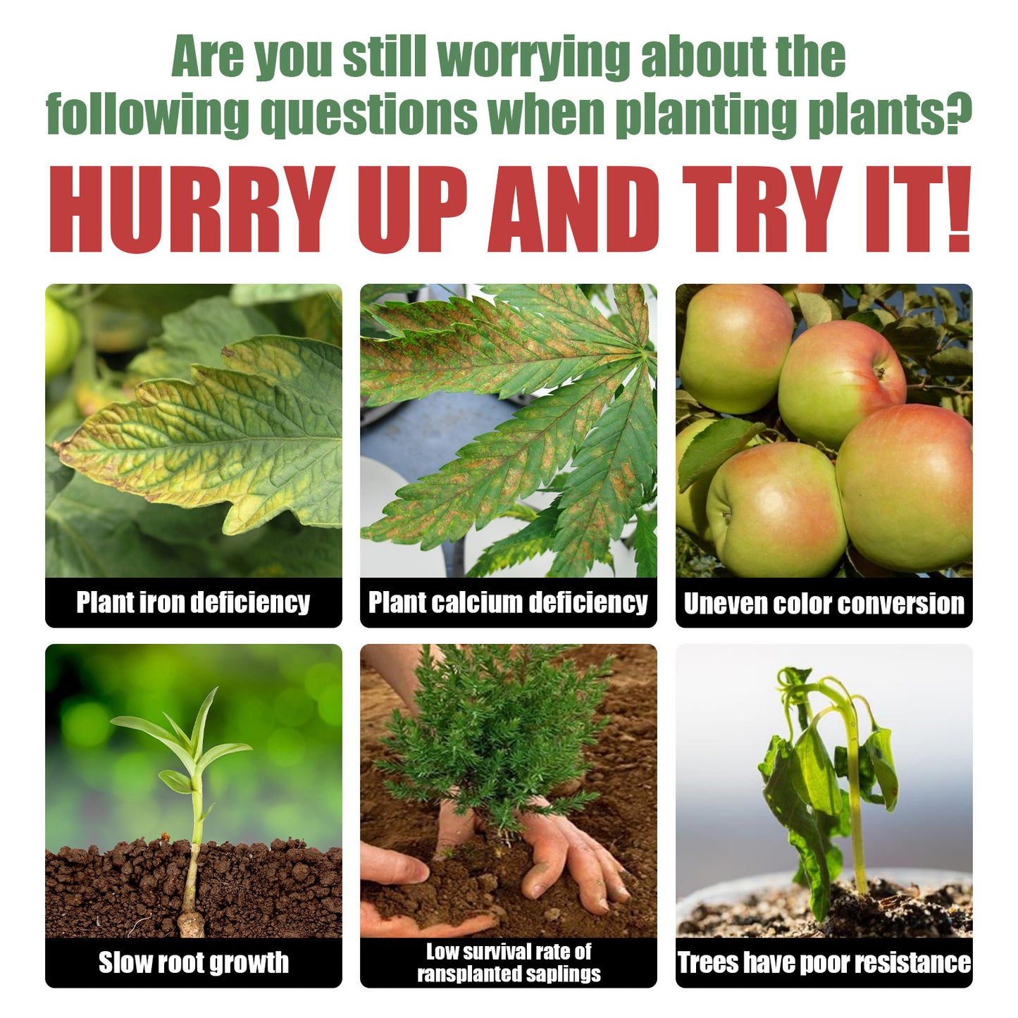 Universal Root-Promoting Nutrient Powder for Transplanting Trees and Fruit Trees