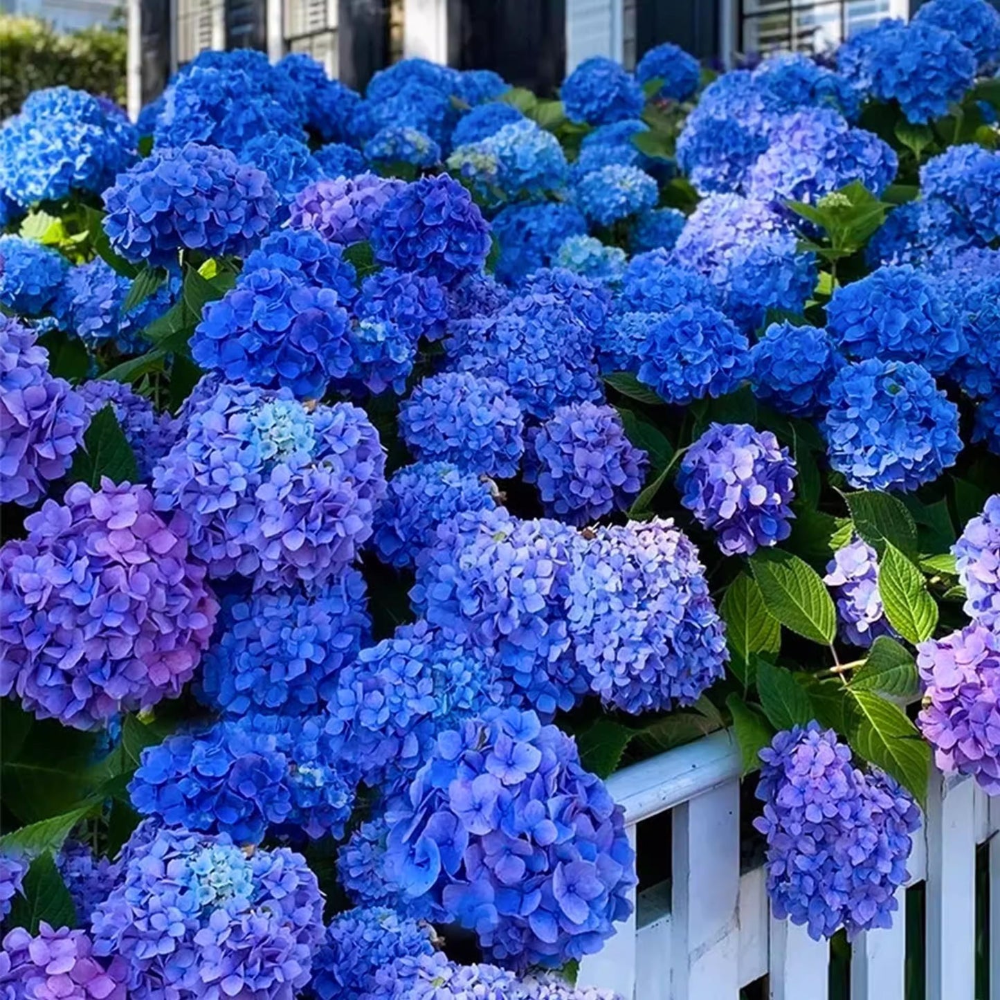 100 Pcs Mix-color Perennial Hydrangea Seeds Suitable for Sowing and Blooming in All Seasons