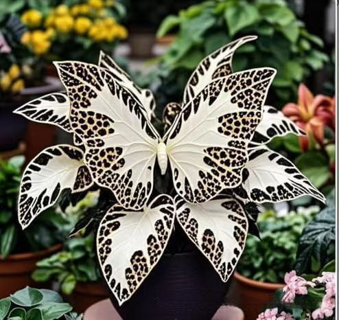 500 Pcs Multicolored Butterfly Geranium Seeds