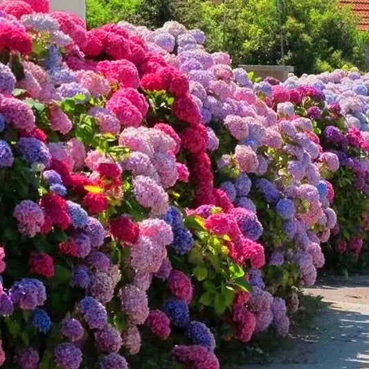 100 Pcs Mix-color Perennial Hydrangea Seeds Suitable for Sowing and Blooming in All Seasons