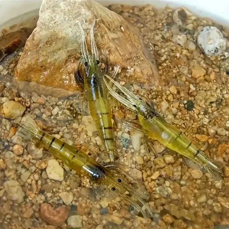 Simulated Grass Shrimp Soft Bait – Cost-Effective & Convenient Fishing Gear Tackle Box Waterproof