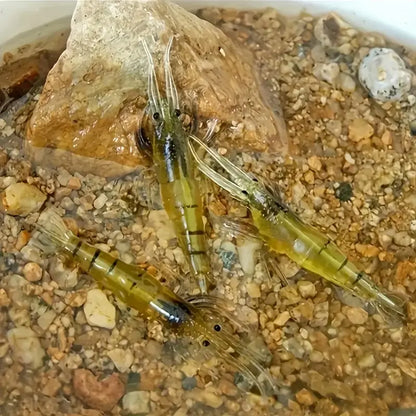Simulated Grass Shrimp Soft Bait – Cost-Effective & Convenient Fishing Gear Tackle Box Waterproof