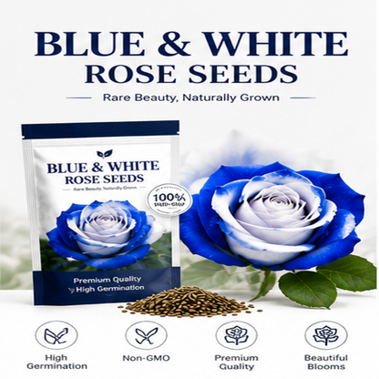 500 Pcs Blue and White Rose Seeds For Garden Decoration