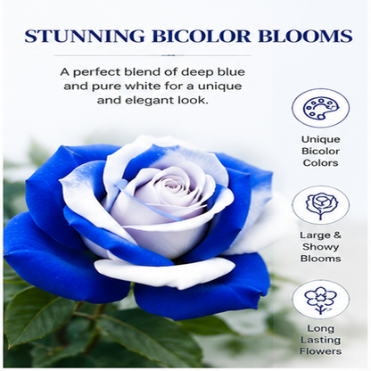 500 Pcs Blue and White Rose Seeds For Garden Decoration