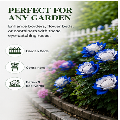 500 Pcs Blue and White Rose Seeds For Garden Decoration