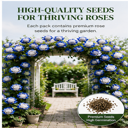 500 Pcs Blue and White Rose Seeds For Garden Decoration